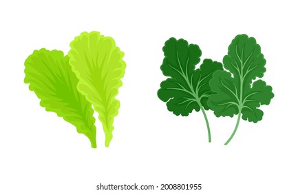Leaf Vegetables or Vegetable Greens as Salad Ingredient Vector Set