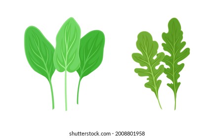 Leaf Vegetables or Vegetable Greens as Salad Ingredient Vector Set