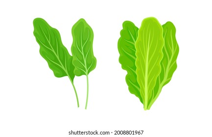Leaf Vegetables or Vegetable Greens as Salad Ingredient Vector Set