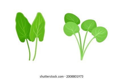 Leaf Vegetables or Vegetable Greens as Salad Ingredient Vector Set