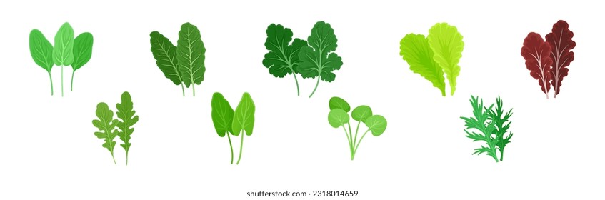Leaf-Gemüse oder Gemüsegrün als salatingredienter Vektor-Set