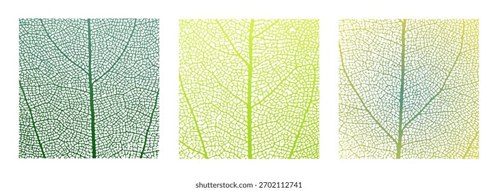 Leaf vein cell skeleton texture abstract background set with close up plant leaf cells structure pattern vector illustration. Macro leaf vein skeleton organic lattice natural foliage texture.