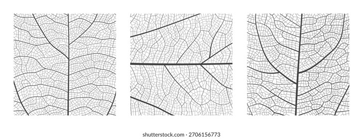 Abstrakter Hintergrund mit abstrakter Textur aus Blattaderzellen mit Nahaufnahme-Strukturmuster aus Pflanzenblattzellen, Vektorgrafik. Makro Blatt Vene Skelett organisches Gitter natürliche Blattstruktur.