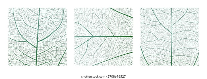 Leaf vein cell skeleton texture abstract background set with close up plant leaf cells structure pattern vector illustration. Macro leaf vein skeleton organic lattice natural foliage texture.