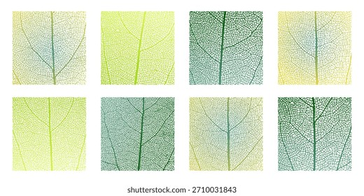 Leaf vein cell skeleton texture abstract background set with close up plant leaf cells structure pattern vector illustration. Macro leaf vein skeleton organic lattice natural foliage texture.