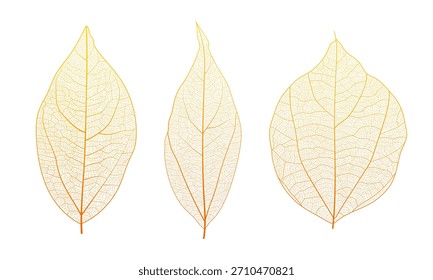 Conjunto de fondo abstracto de textura de esqueleto de célula de vena de hoja con Ilustración vectorial de patrón de estructura de células de hoja de planta de cerca. Esqueleto de vena de hoja macro textura de follaje natural de celosía orgánica.