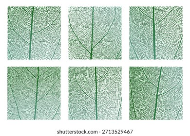 Leaf vein cell skeleton texture abstract background set with close up plant leaf cells structure pattern vector illustration. Macro leaf vein skeleton organic lattice natural foliage texture.