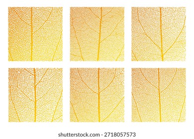 Conjunto de fondo abstracto de textura de esqueleto de célula de vena de hoja con Ilustración vectorial de patrón de estructura de células de hoja de planta de cerca. Esqueleto de vena de hoja de naranja macro textura de follaje natural de celosía orgánica.
