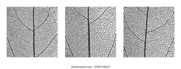 La estructura esquelética detallada de la vena de la hoja establece un patrón de textura celular intrincado. Estructura celular de la vena visible de la hoja vegetal. Fondo de Vector botánico Abstractas Estructura de esqueleto natural de celosía orgánica.