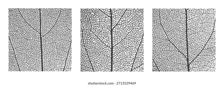 Leaf vein detailed skeleton structure set intricate cellular texture pattern. Plant leaf visible vein cell structure. Abstract botanical vector background organic lattice natural skeleton framework.
