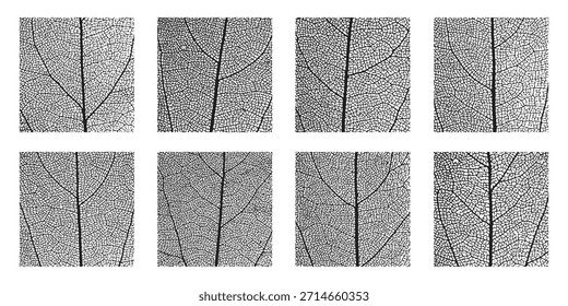 Leaf vein detailed skeleton structure set intricate cellular texture pattern. Plant leaf visible vein cell structure. Abstract botanical vector background organic lattice natural skeleton framework.