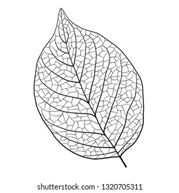 Leaf vein illustration material