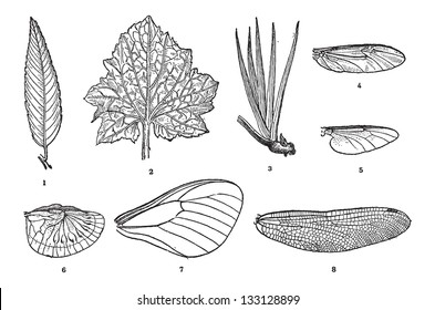 Vena de hoja en plantas (1,2,3) y vena de ala en insectos (4,5,6,7,8), ilustración vintage grabada. Diccionario de Palabras y Cosas - Larive y Fleury - 1895