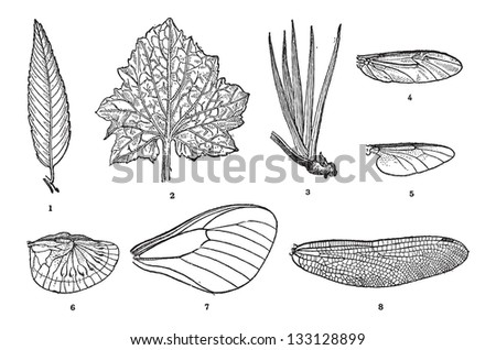 Leaf Vein in Plants (1,2,3) and Wing Vein in Insects (4,5,6,7,8), vintage engraved illustration. Dictionary of Words and Things - Larive and Fleury - 1895