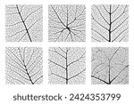 Leaf vein texture abstract background set with close up plant leaf cells ornament texture pattern. Black and white organic macro linear pattern of nature leaf foliage vector illustration.