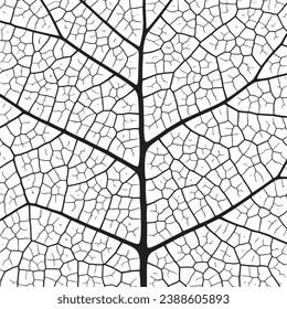 Leaf vein texture abstract background with close up plant leaf cells ornament texture pattern. Black and white organic macro linear pattern of nature leaf foliage vector illustration.