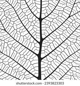 Leaf vein texture abstract background with close up plant leaf cells ornament texture pattern. Black and white organic macro linear pattern of nature leaf foliage vector illustration.