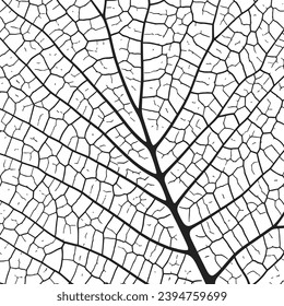 Leaf vein texture abstract background with close up plant leaf cells ornament texture pattern. Black and white organic macro linear pattern of nature leaf foliage vector illustration.