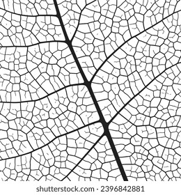 Leaf vein texture abstract background with close up plant leaf cells ornament texture pattern. Black and white organic macro linear pattern of nature leaf foliage vector illustration.
