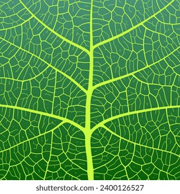 Leaf vein texture abstract background with close up plant leaf cells ornament texture pattern. Black and white organic macro linear pattern of nature leaf foliage vector illustration.