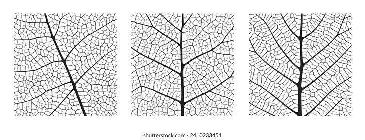 Abstrakter Hintergrund der Leaf-Vene mit Nahaufnahme von Pflanzenzellen-Ornament-Textur. Schwarz-weißes organisches Makro-lineares Muster aus Naturblättern, Vektorgrafik.