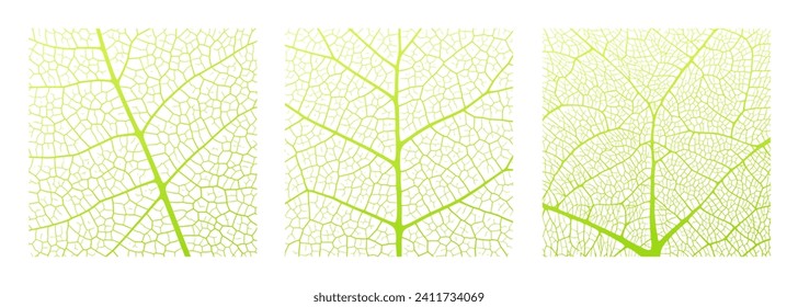 Leaf vein texture abstract background with close up plant leaf cells ornament texture pattern. Green and white organic macro linear pattern of nature leaf foliage vector illustration.