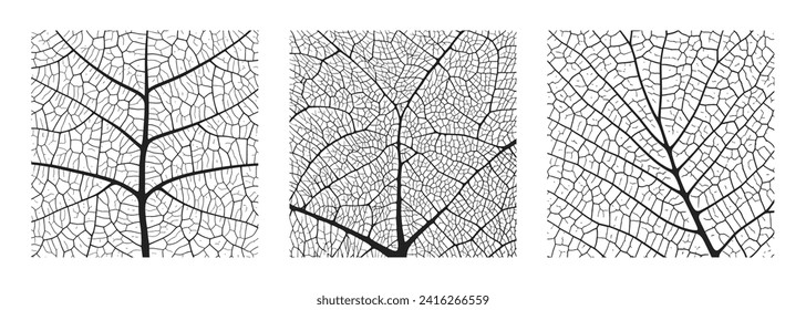 Leaf vein texture abstract background set with close up plant leaf cells ornament texture pattern. Black and white organic macro linear pattern of nature leaf foliage vector illustration.