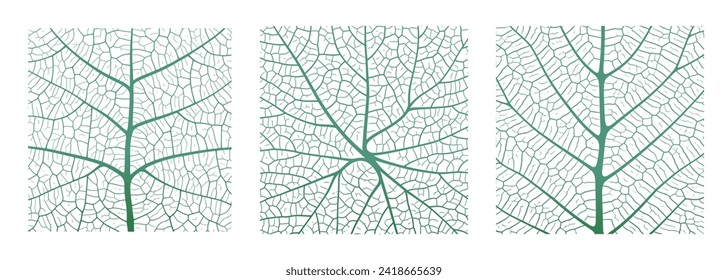 Leaf vein texture abstract background with close up plant leaf cells ornament texture pattern. Green and white organic macro linear pattern of nature leaf foliage vector illustration.