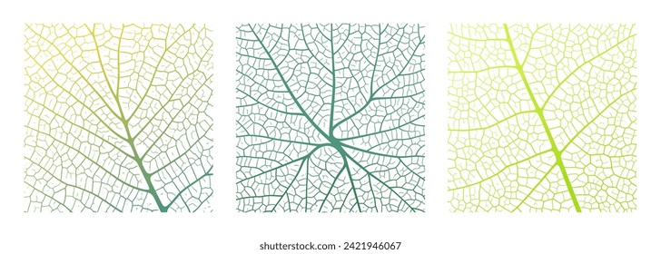 Leaf vein texture abstract background with close up plant leaf cells ornament texture pattern. Green and white organic macro linear pattern of nature leaf foliage vector illustration.