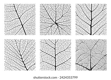 Leaf vein texture abstract background set with close up plant leaf cells ornament texture pattern. Black and white organic macro linear pattern of nature leaf foliage vector illustration.