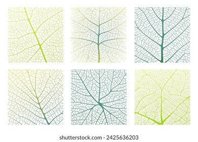 Leaf vein texture abstract background set with close up plant leaf cells ornament texture pattern. Green and white organic macro linear pattern of nature leaf foliage vector illustration.