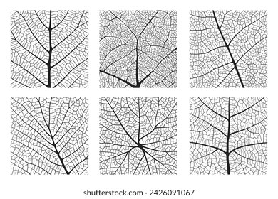 Fondo abstracto de la textura de la vena de la hoja establecido con el patrón de textura de adorno de las células de la hoja de la planta. Patrón macro lineal orgánico en blanco y negro de ilustración vectorial de follaje de hoja natural.