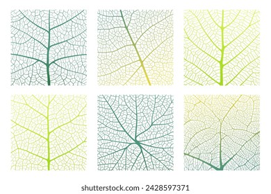 Leaf vein texture abstract background set with close up plant leaf cells ornament texture pattern. Green and white organic macro linear pattern of nature leaf foliage vector illustration.