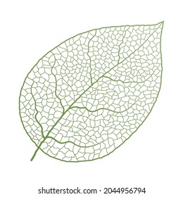 Leaf vein vector texture isolated transparent autumn black detail botanical vein leaf organic