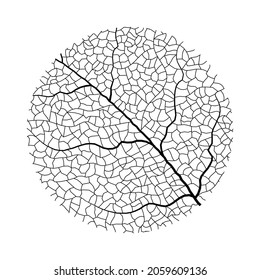 Leaf vein vector texture isolated transparent autumn black detail botanical vein leaf organic