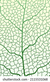 Leaf vein vector texture isolated transparent autumn black detail botanical vein leaf organic