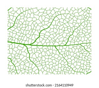 Textura vectorial de la vena de la hoja aislada transparente de otoño negro detalle de la vena botánica hoja orgánica