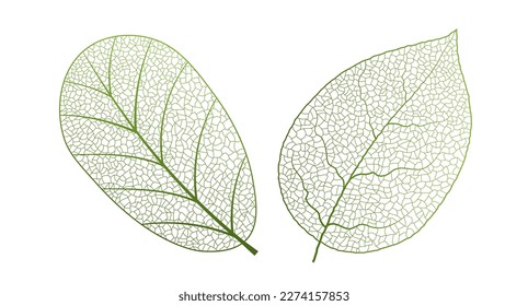 Leaf vein vector texture isolated transparent autumn black detail botanical vein leaf organic