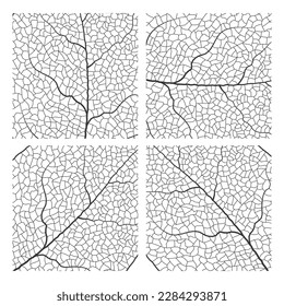 Textura vectorial de la vena de la hoja aislada transparente de otoño negro detalle de la vena botánica hoja orgánica