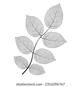 Leaf vein vector texture isolated transparent autumn black detail botanical vein leaf organic