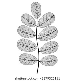 Leaf vein vector texture isolated transparent autumn black detail botanical vein leaf organic