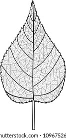 leaf with veins line art
