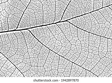 Leaf veins texture. Vector nature background for overlays and designs