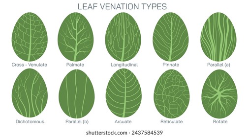 leaf venation types vector. Types of Venation in leaf and stoma. Botany and its branches students study material. Anatomy and cross section image. realistic Illustrated guide to leaf venation types.