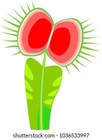 Leaf of Venus flytrap or Dionaea muscipula