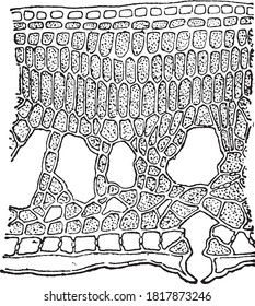 Leaf vertical section complete with a leaf showing a stomata, From the Dictionary of Word and Things, 1888.