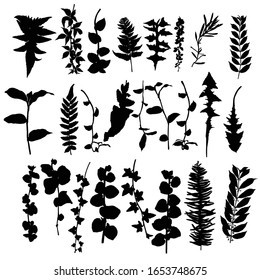 Leaf vine silhouette collection, foliage set. Domestic spring leaves branches, botanical illustration of hand drawing elements made of real live, forest and home plants. Vector.