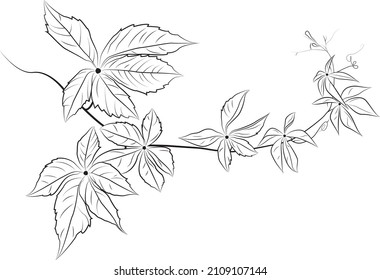 Leaf vines vector line art