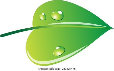leaf with water drop