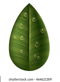 leaf with water droplets isolated icon design, vector illustration  graphic 